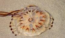 Интересные факты о медузах Медузы кто их ест