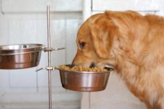 Рацион питания собаки: вместо сухого корма Чем можно кормить собак из домашней еды
